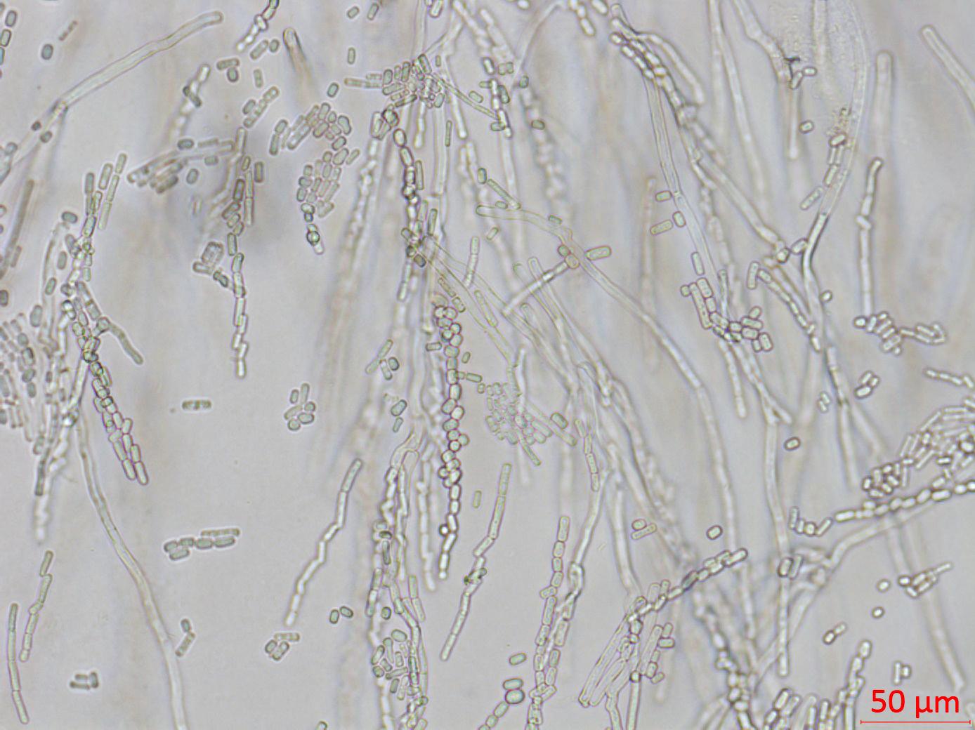 Geotrichum_sp_4