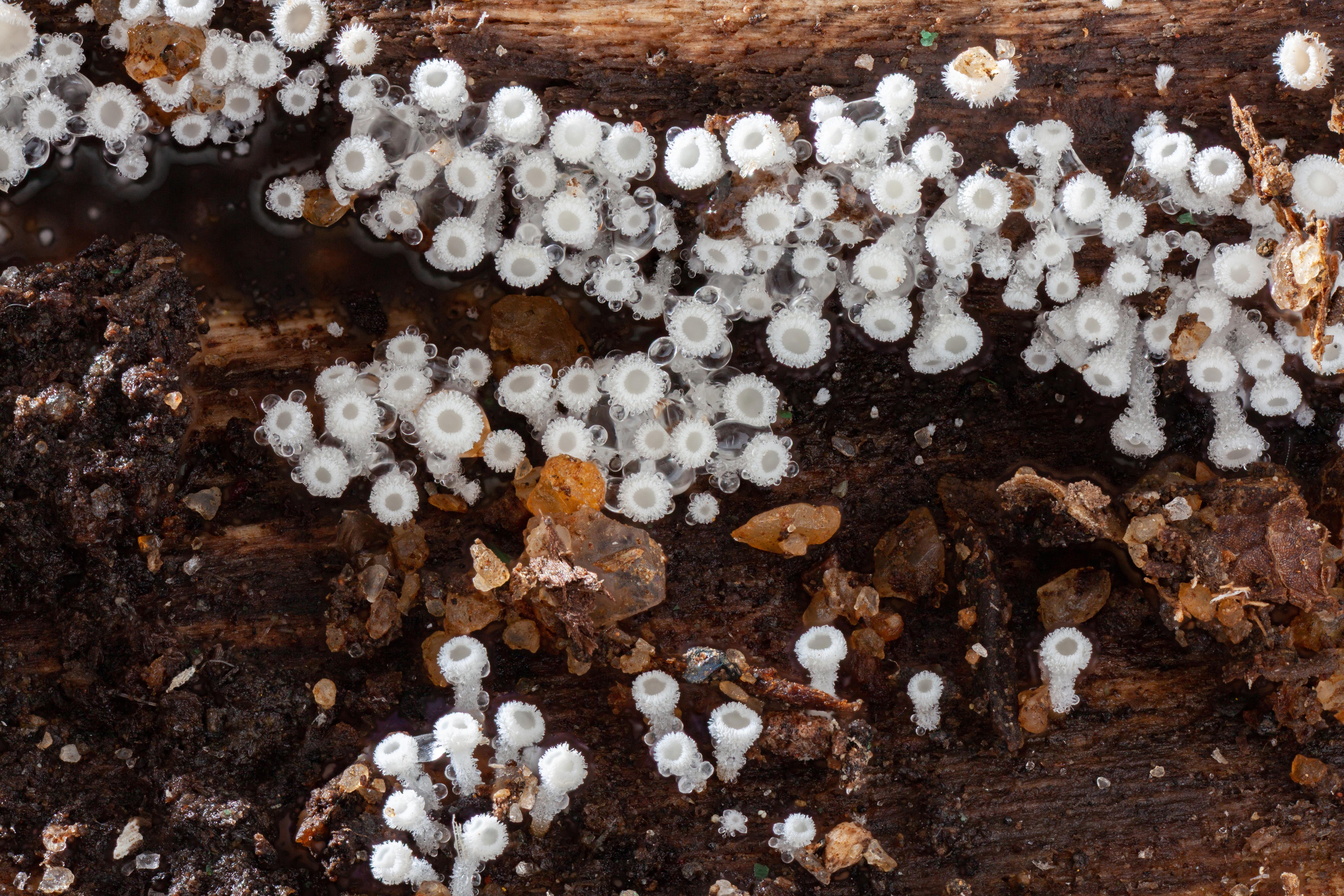 Lachnum_virgineum_1
