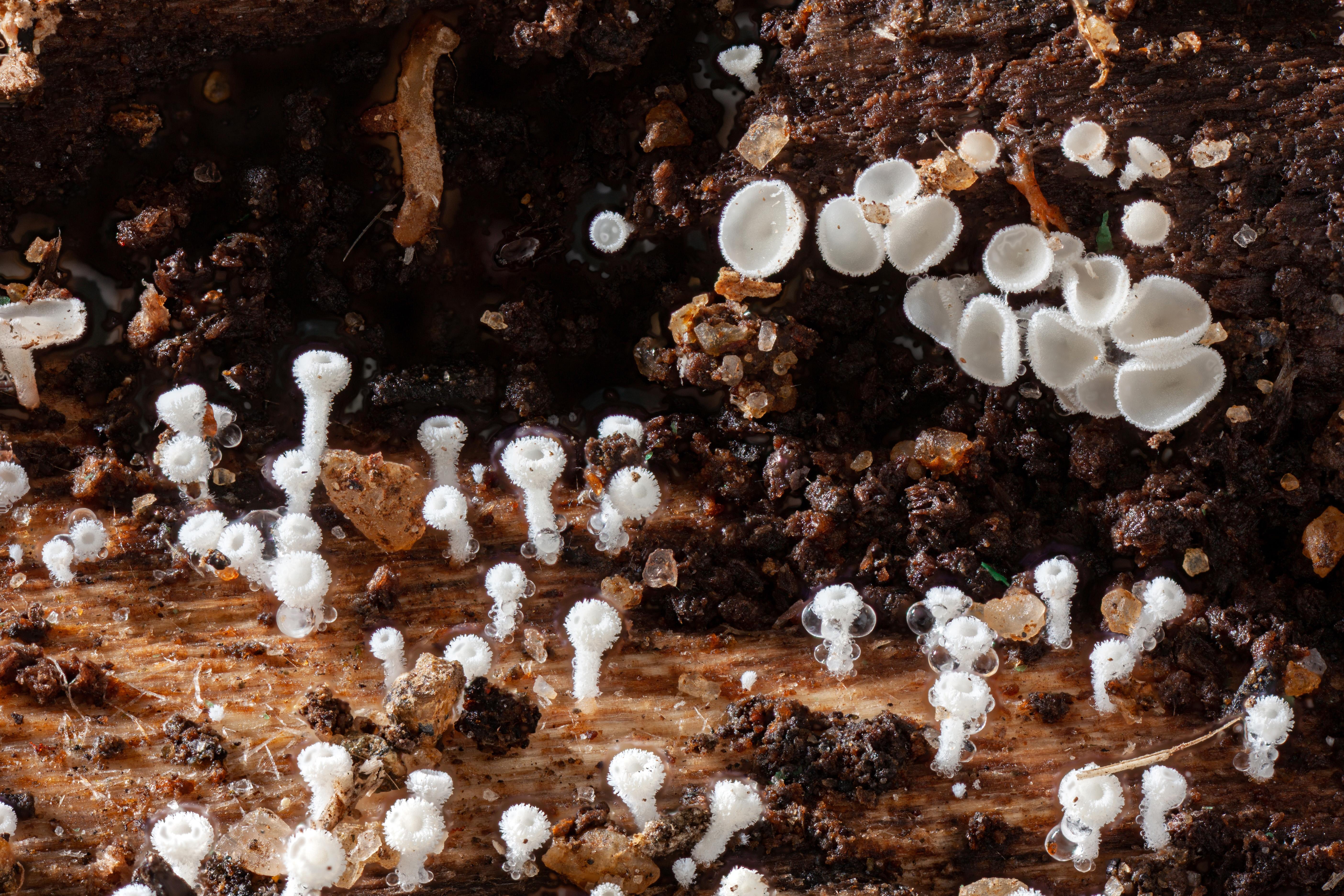 Lachnum_virgineum_2