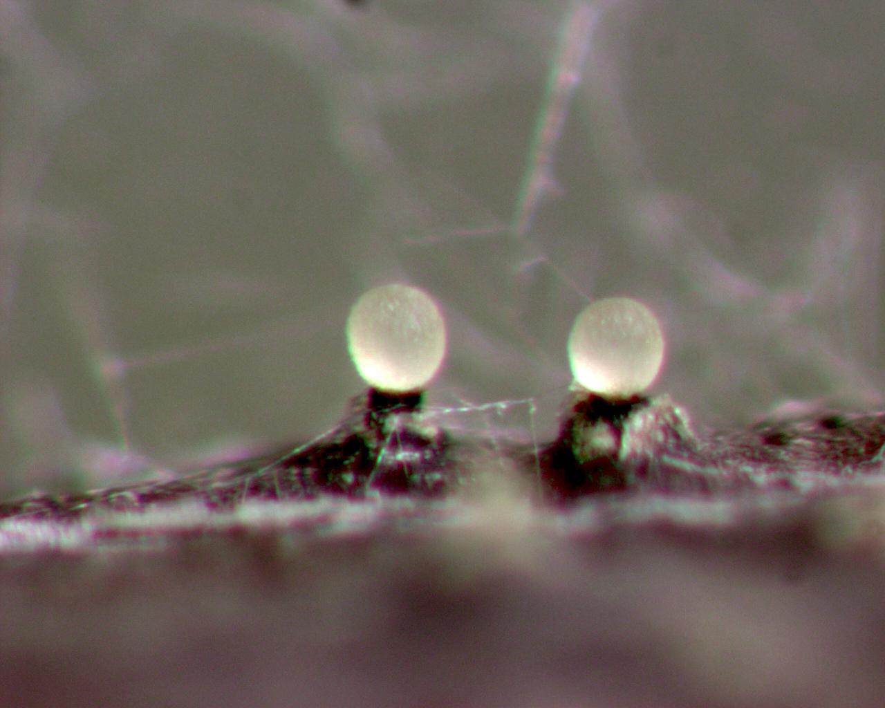 Phomopsis_sp_7