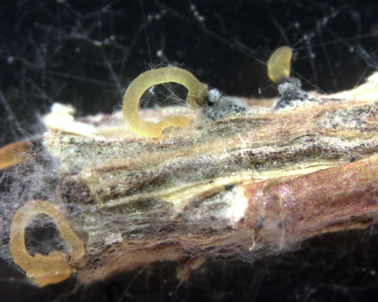 Phomopsis_sp_8