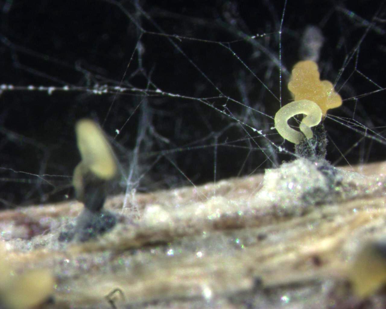 Phomopsis_sp_9