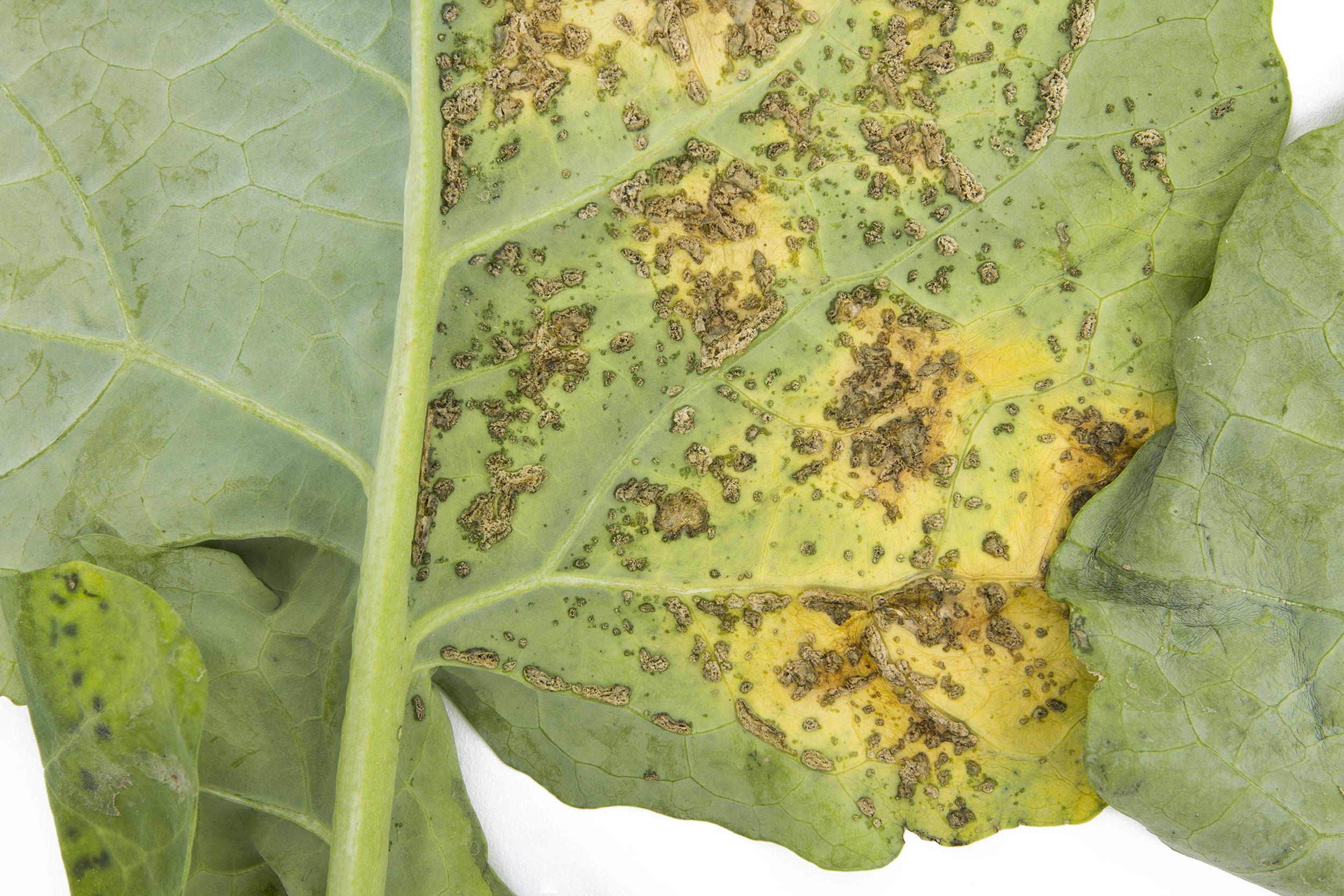 Brocoli - Alternariose (Alternaria alternata)_2