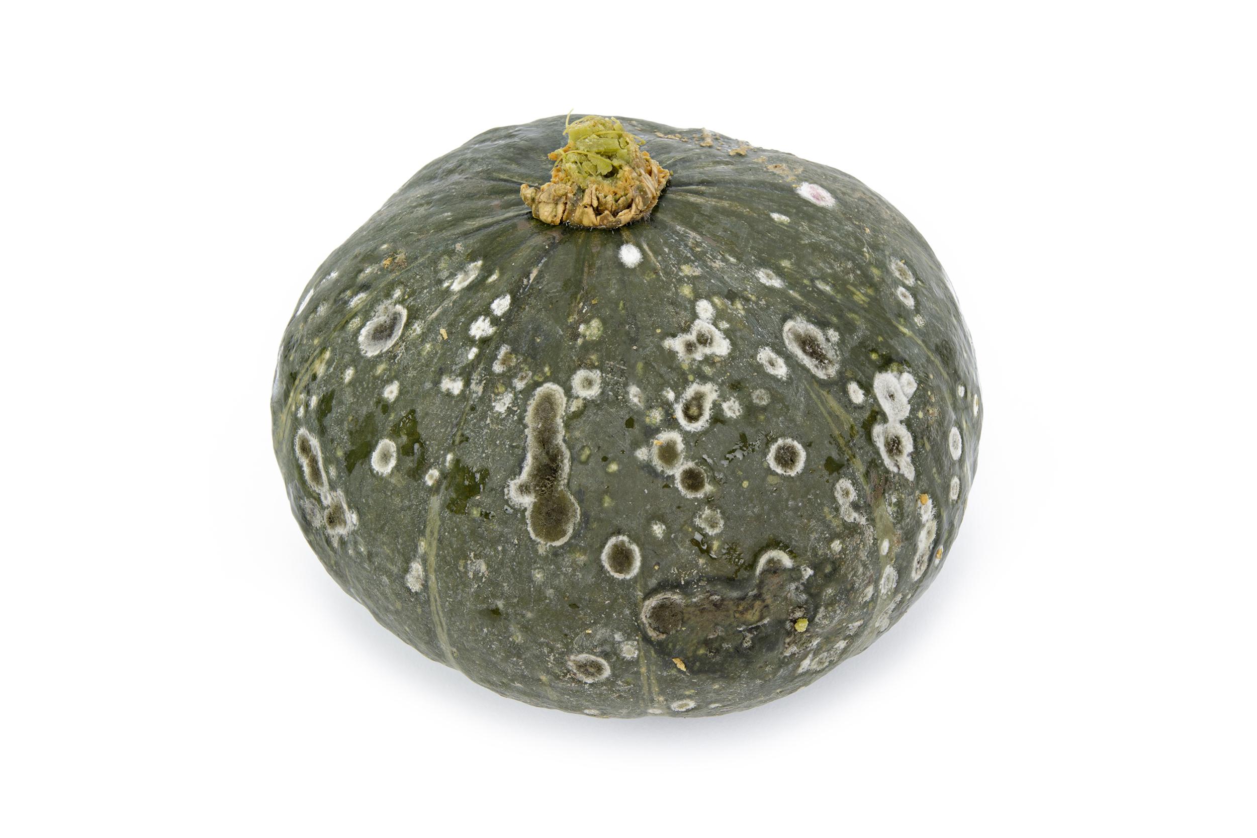 Courges - Alternariose du fruit (Alternaria sp.)_1