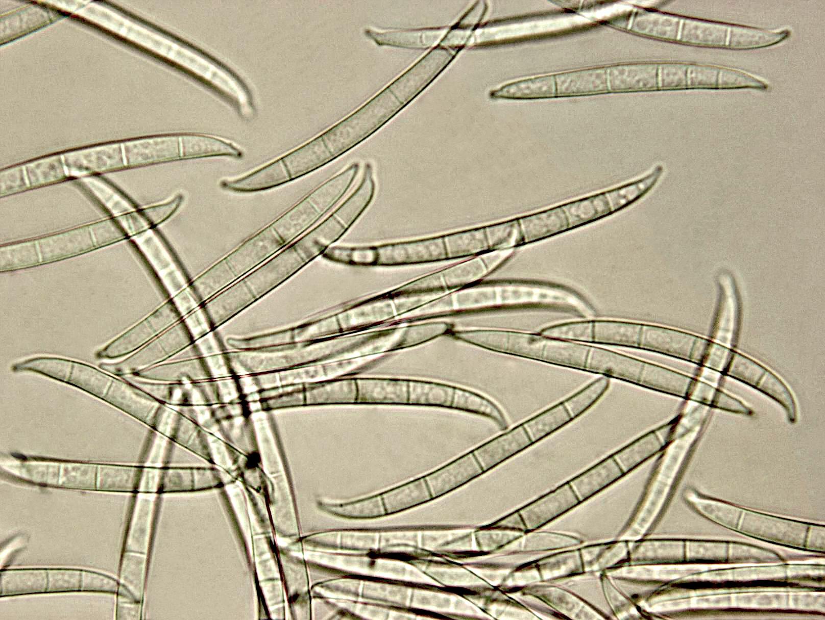 Fusarium_lateritium_2