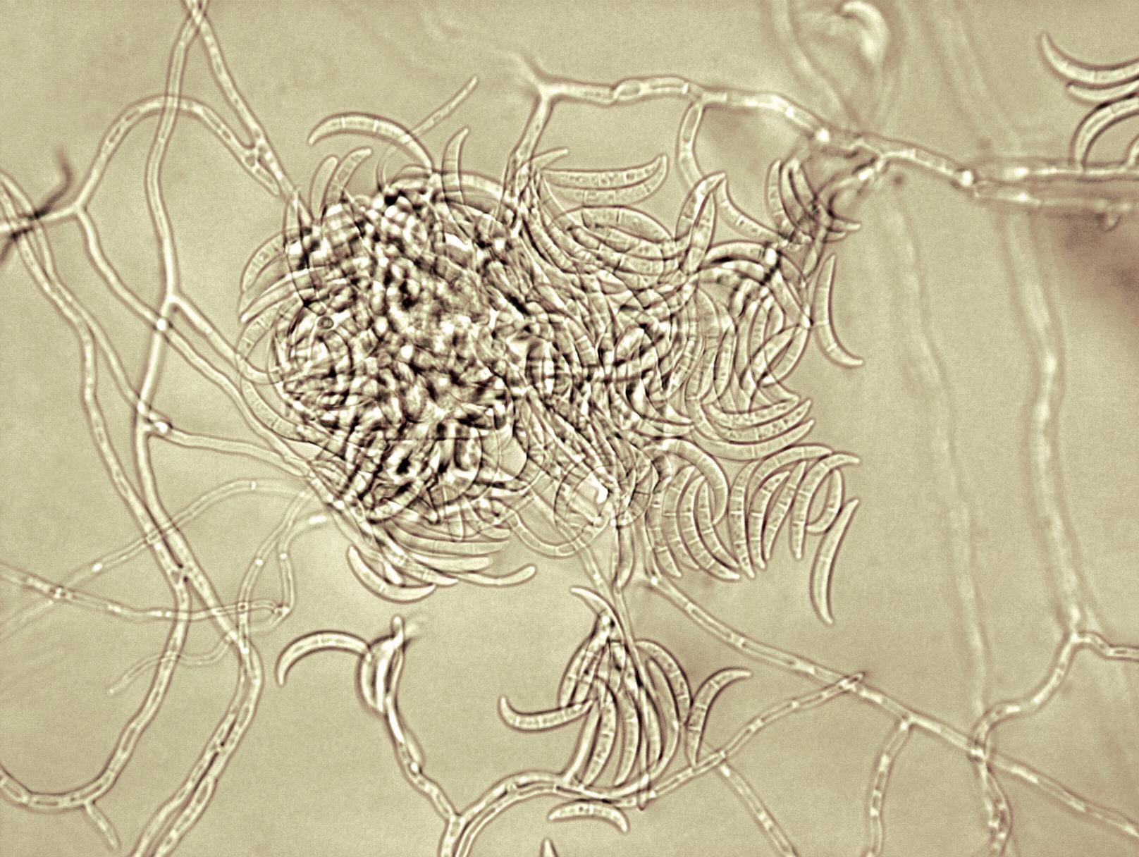 Fusarium_sp_2