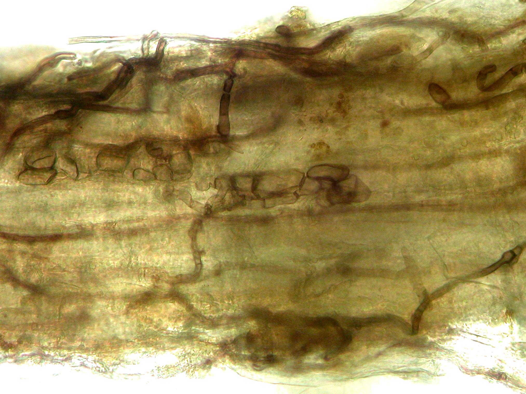 Gaeumannomyces_sp_1