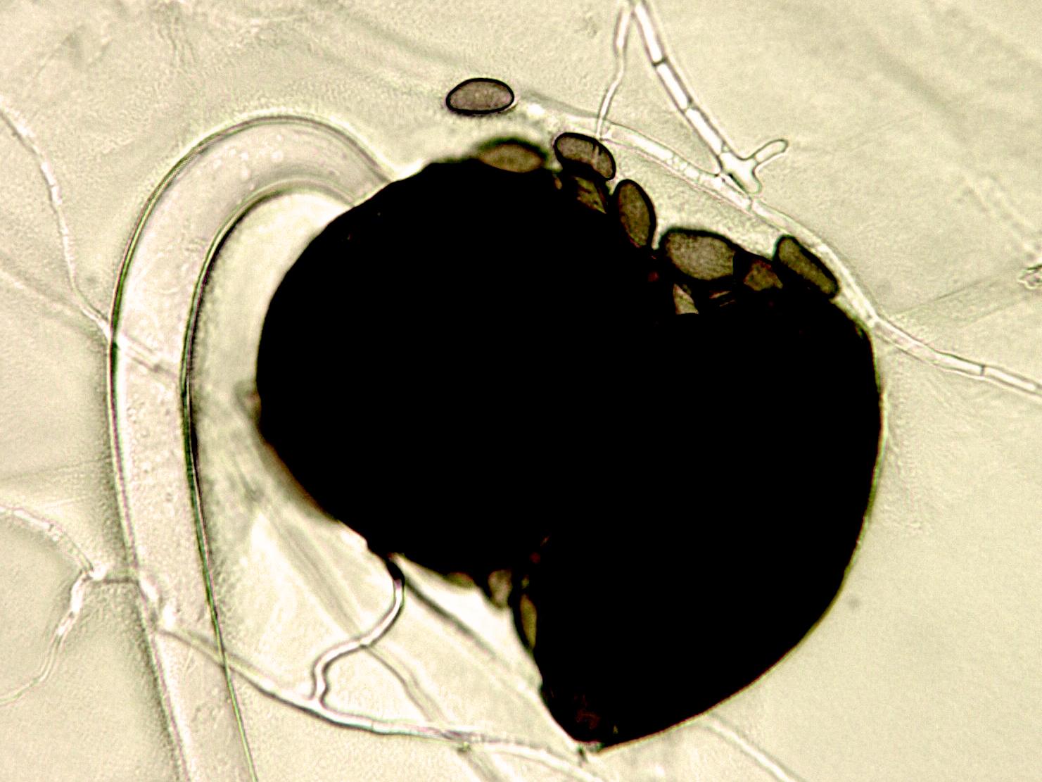 Gilbertella_sp_1