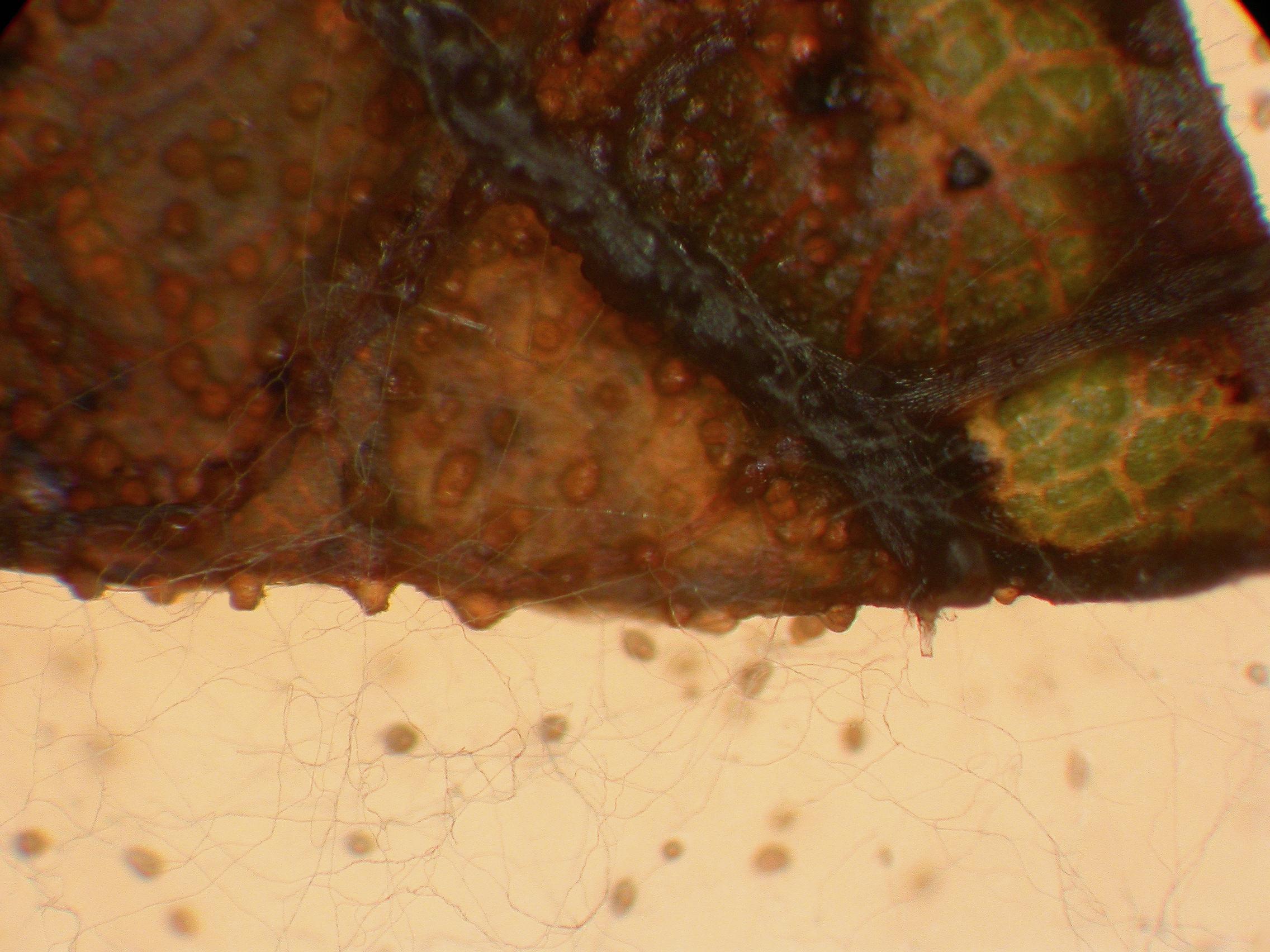 Phoma_sp_3