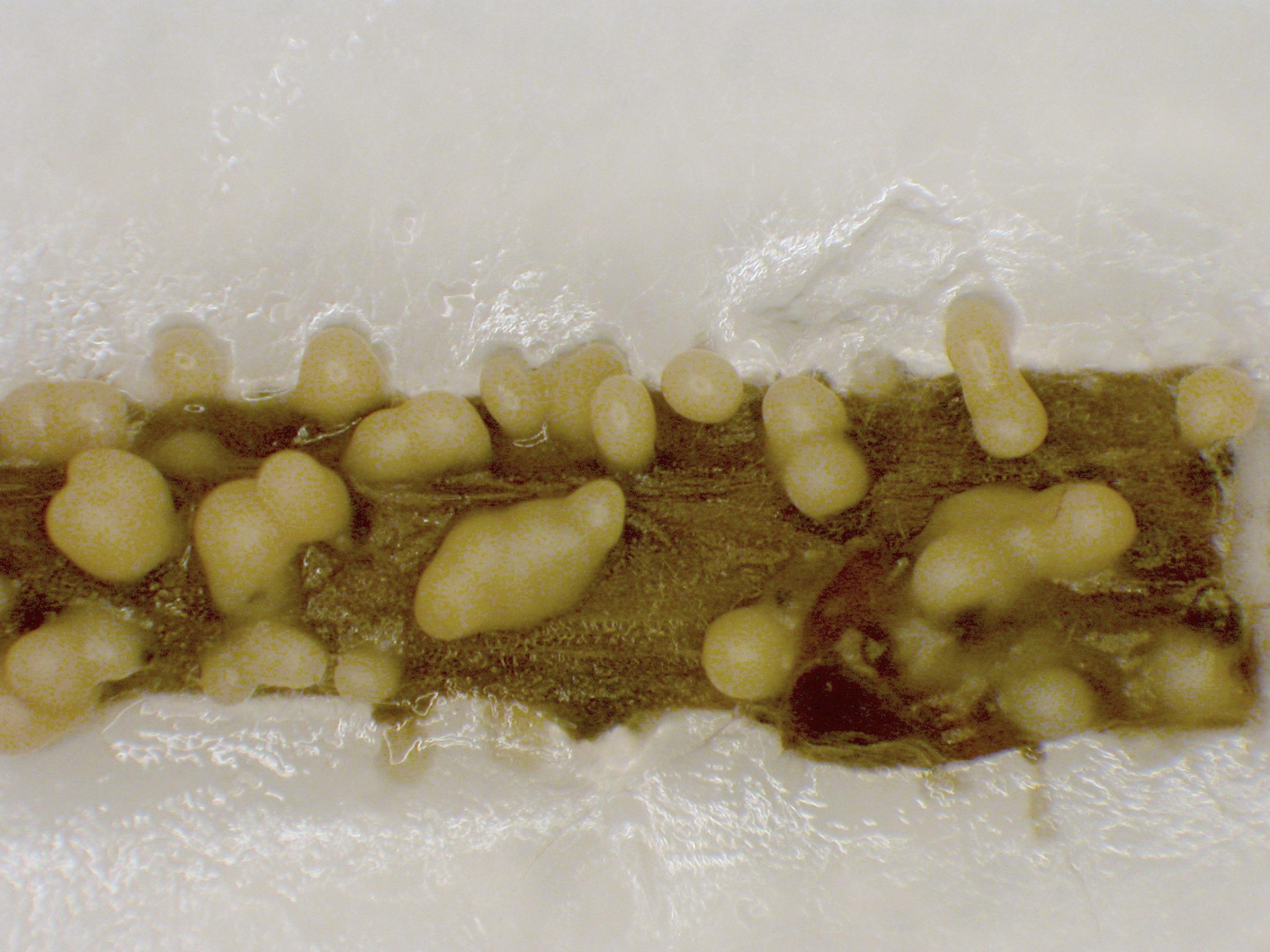 Phomopsis_sp_5