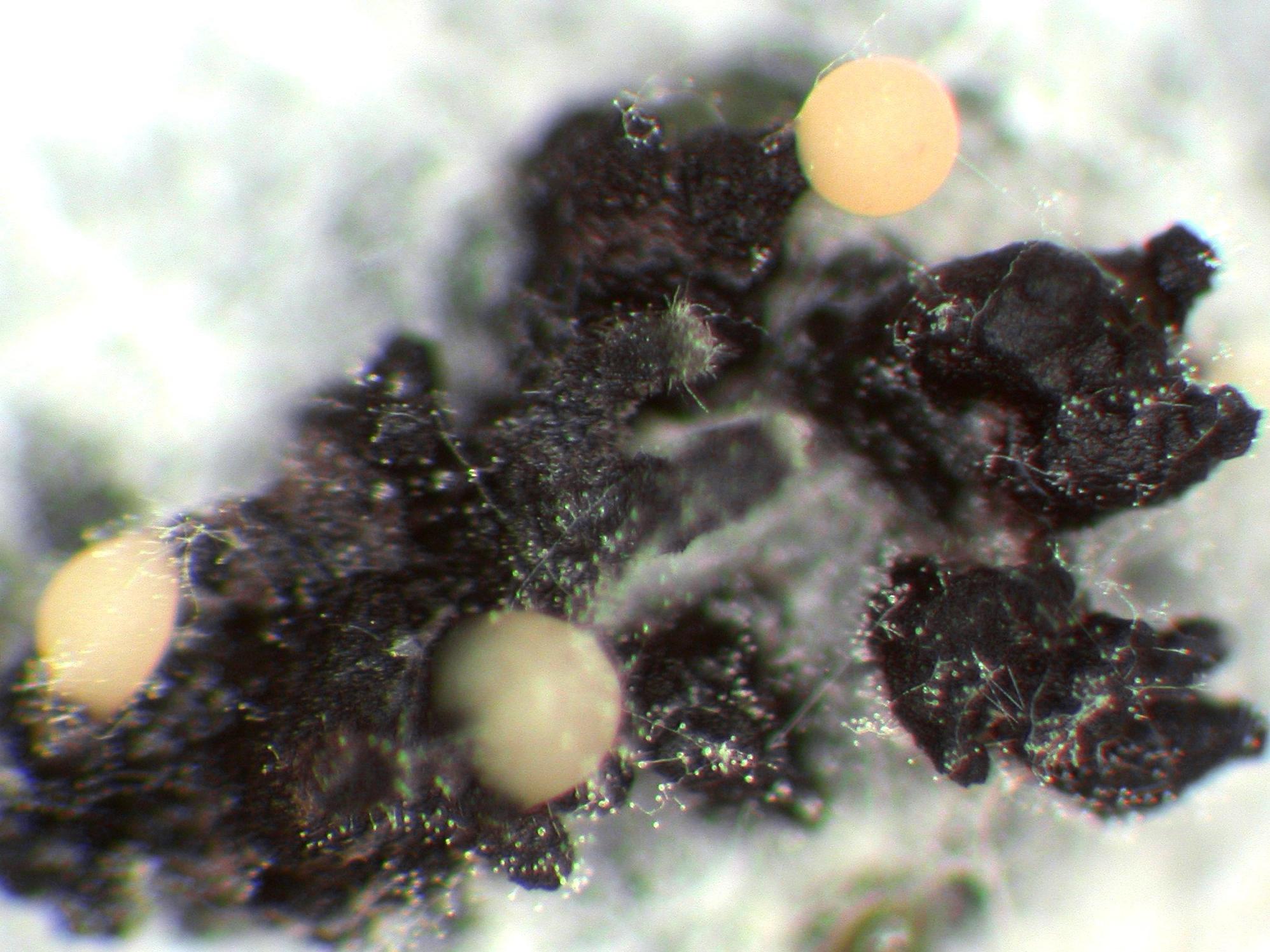 Phomopsis_sp_6