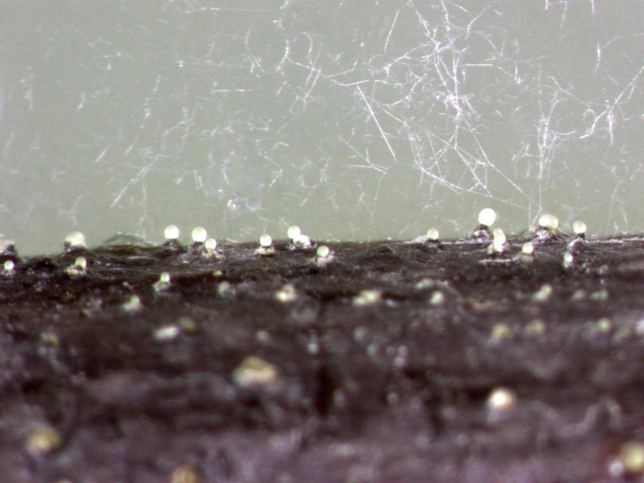 Phomopsis_sp_4
