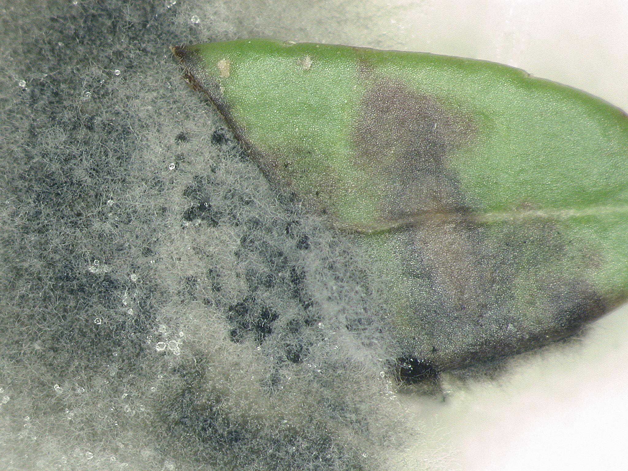 Phyllosticta_sp_1