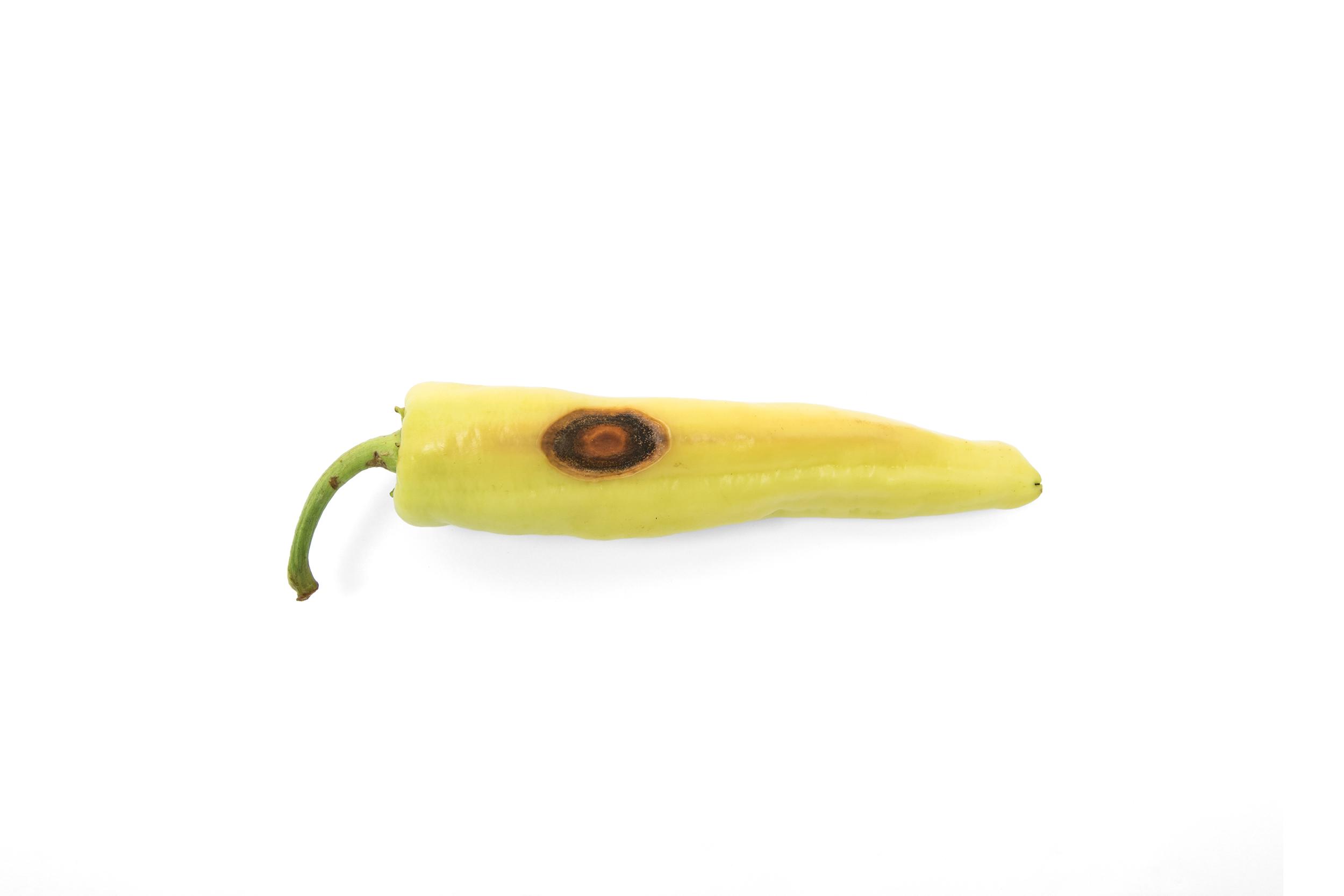 Piment - Anthracnose (Colletotrichum scovillei)_1