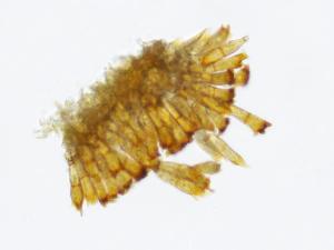 Puccinia_coronata_1