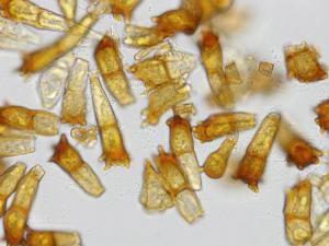 Puccinia_coronata_4