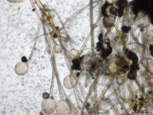 Rhizopus_sp_2