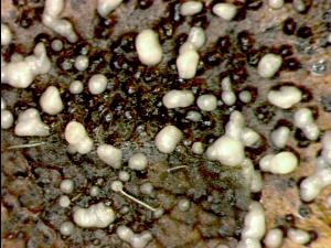 Septoria_sp_1