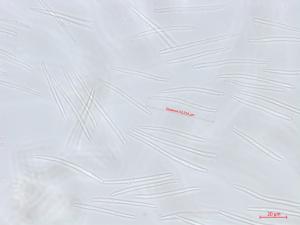Septoria_sp_5
