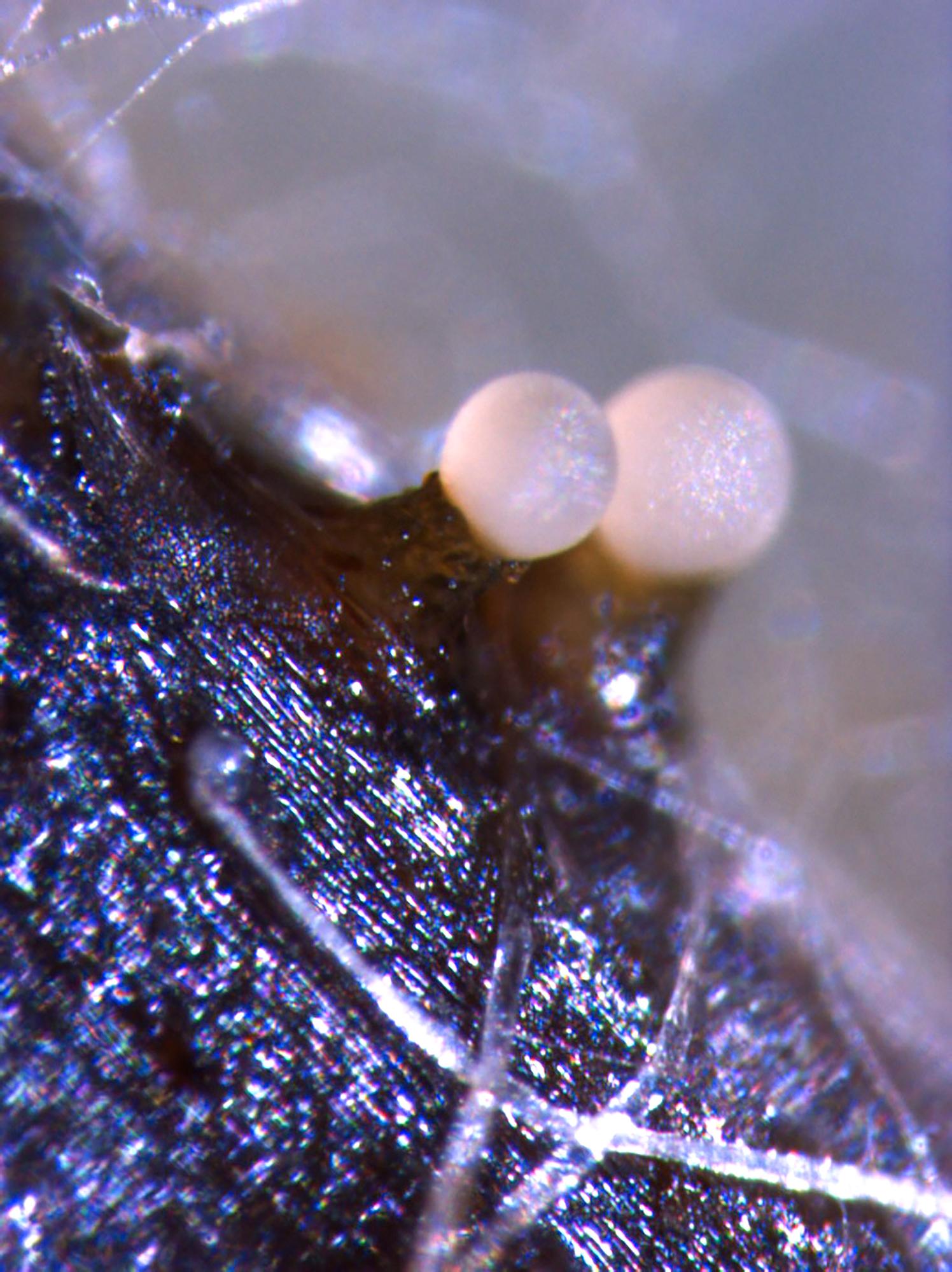 Zythia_sp_2