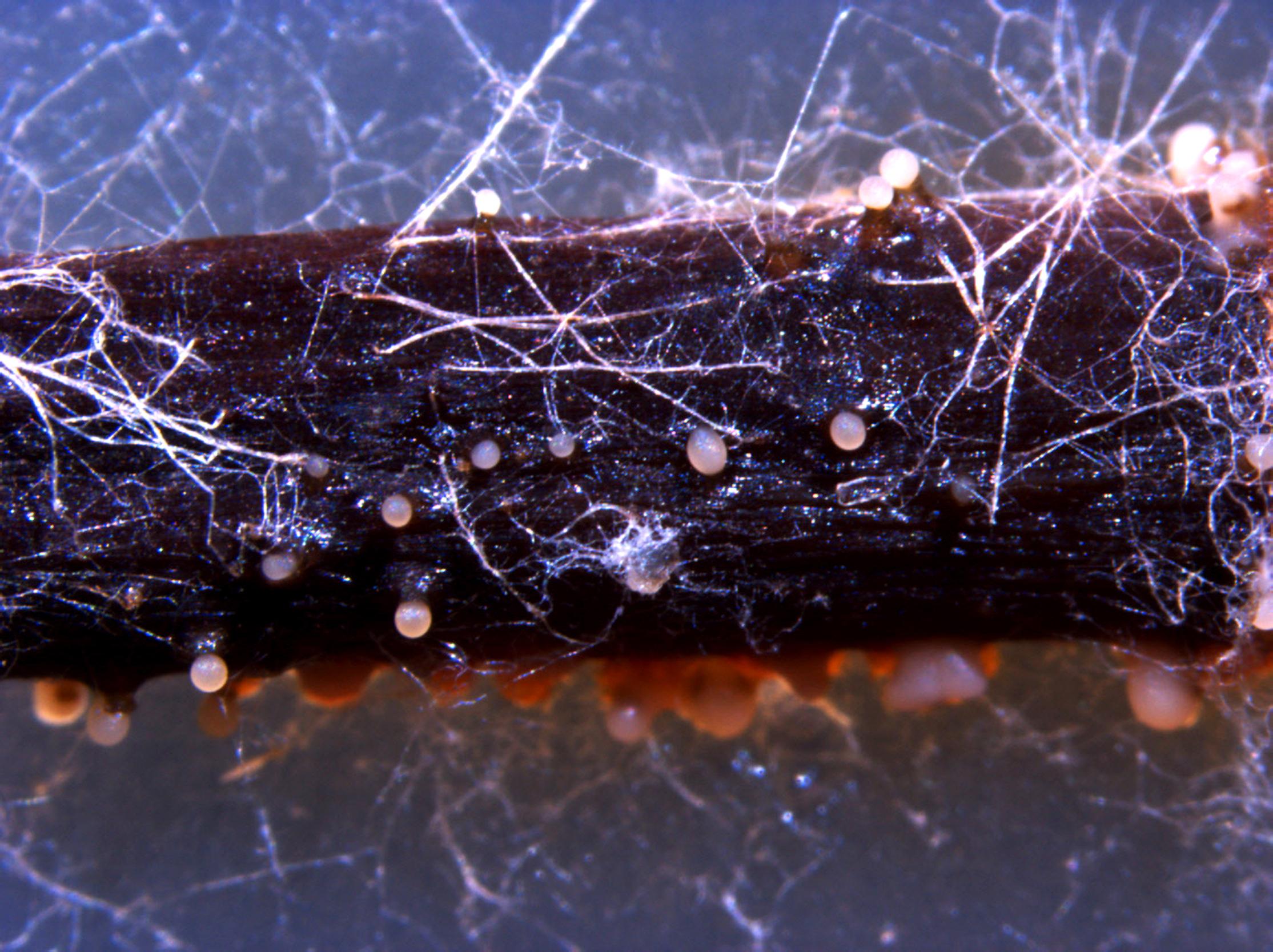 Zythia_sp_1