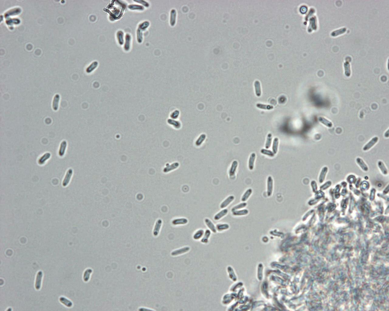Zythia_sp_3