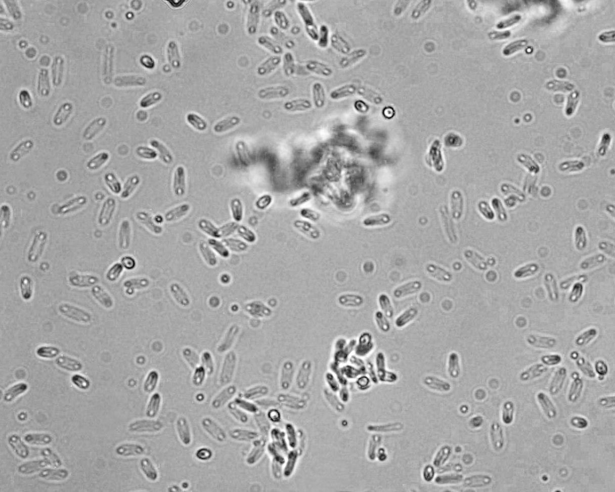Zythia_sp_4