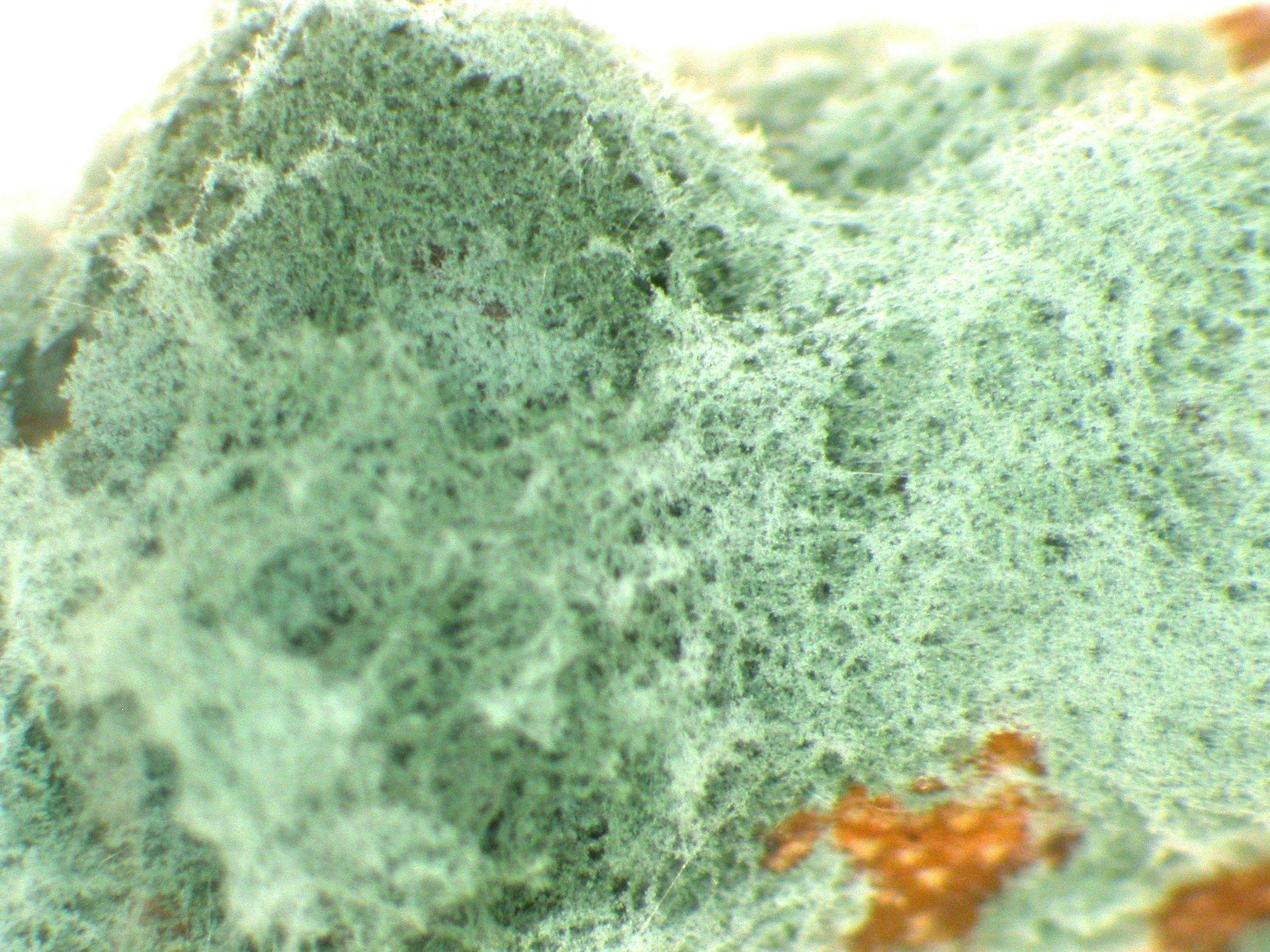 Trichoderma_sp_1