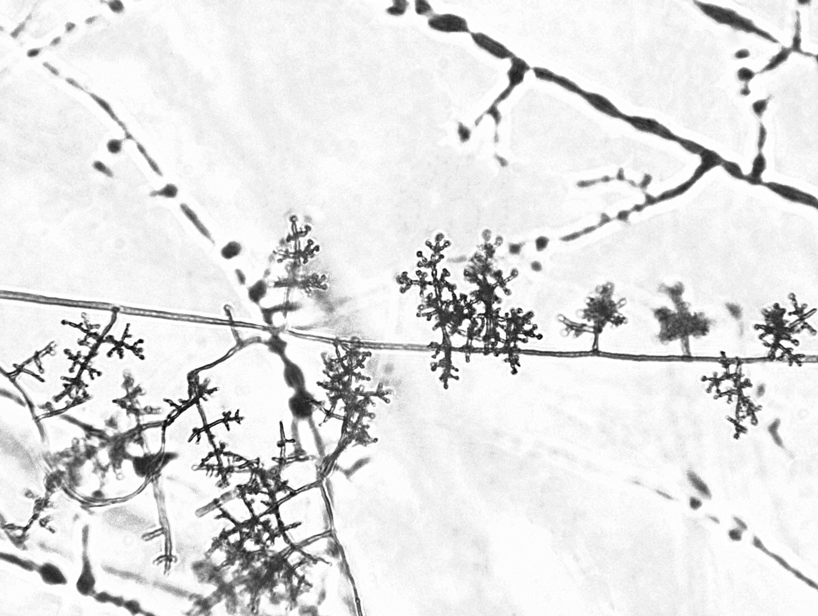 Trichoderma_sp_3
