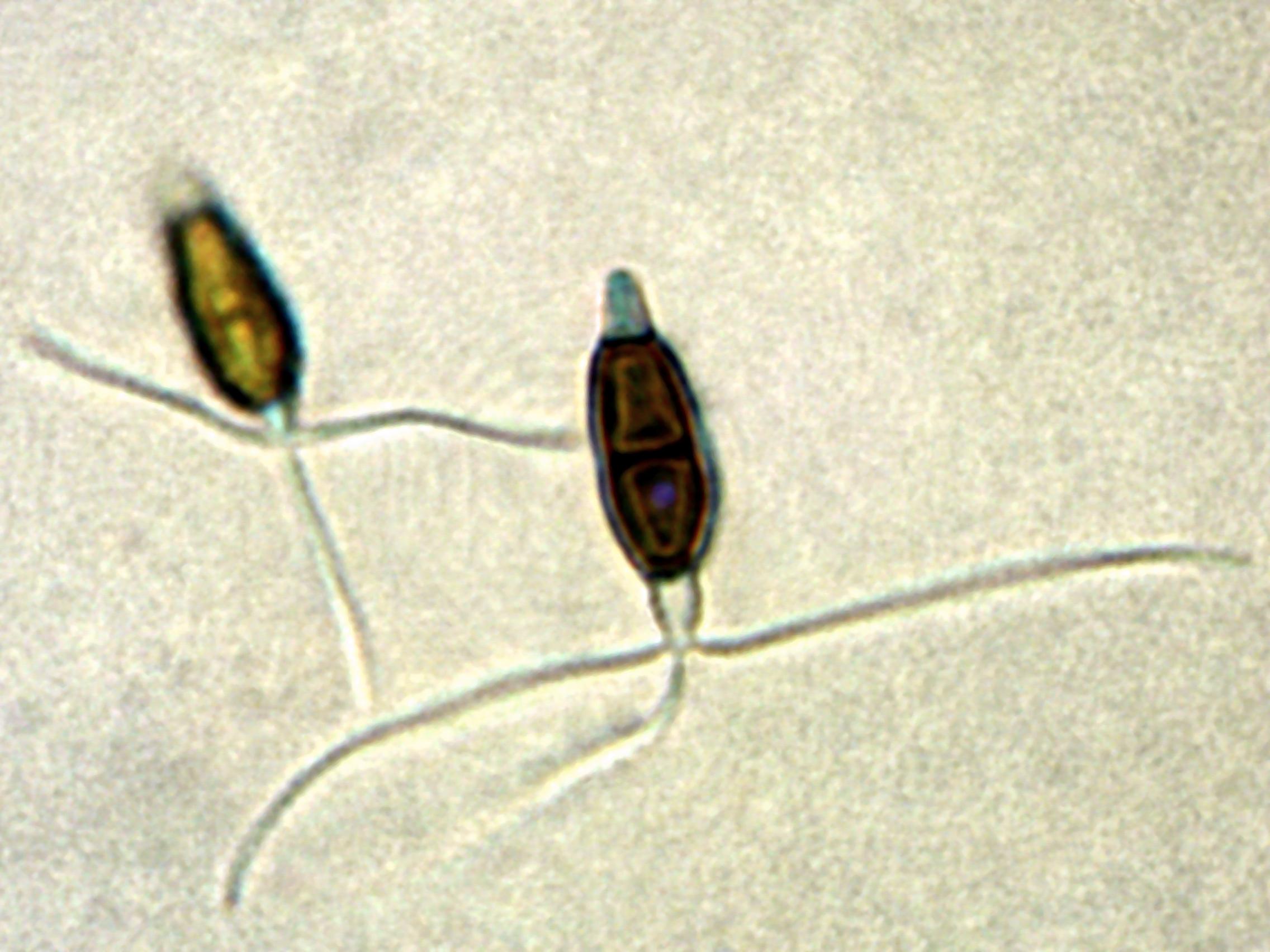 Truncatella_sp_2