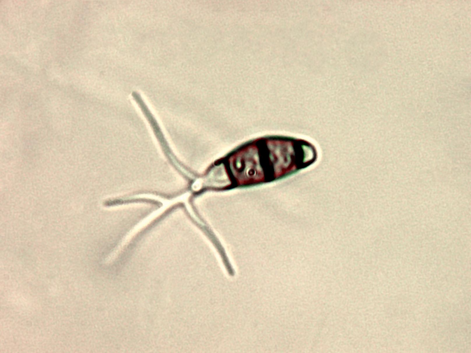 Truncatella_sp_3