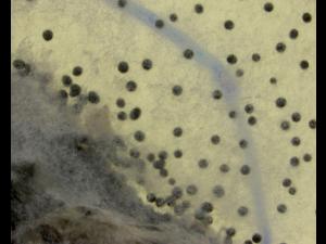 Sclerotium cepivorum
