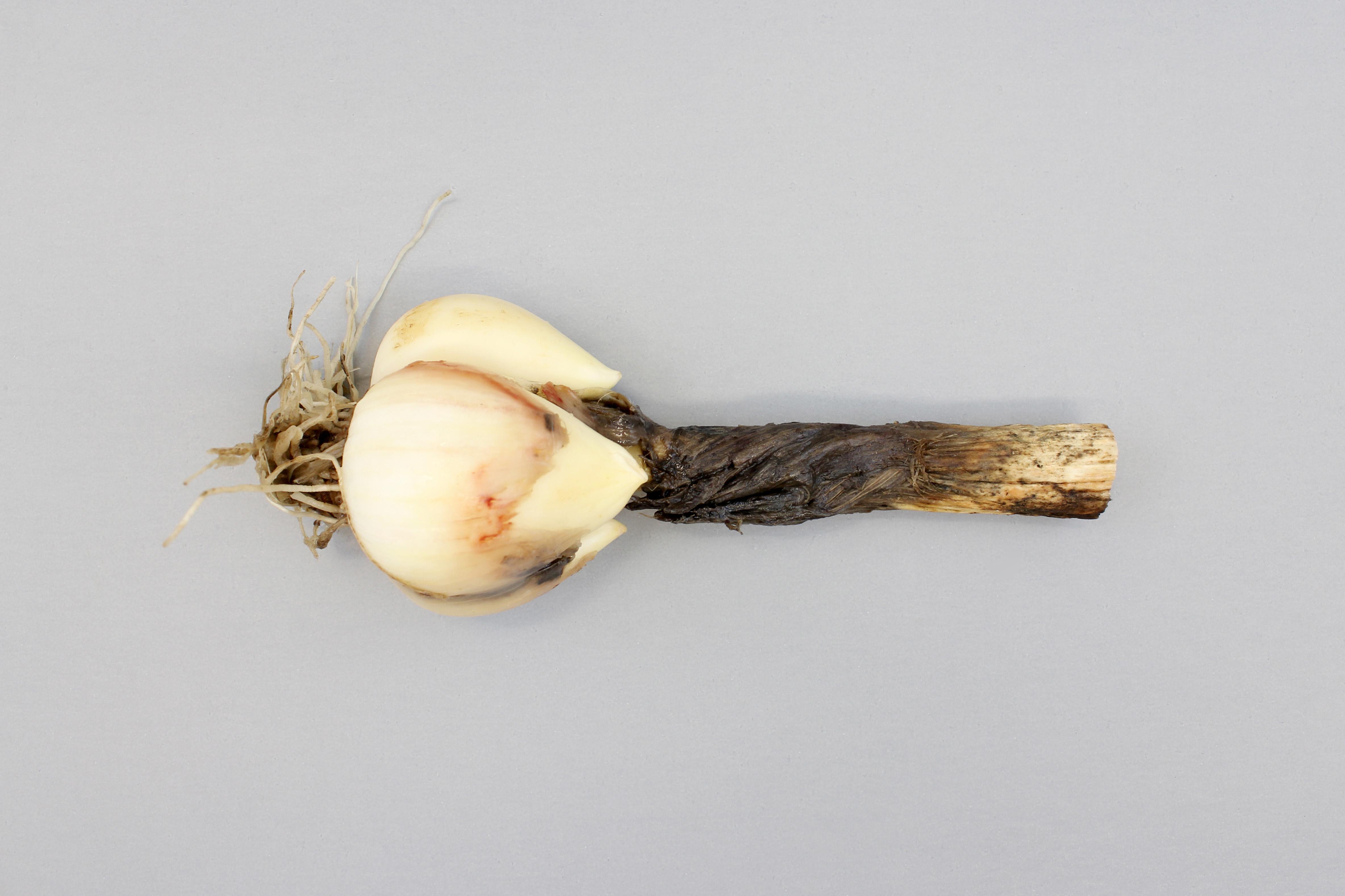 Ail - Anthracnose (Colletotrichum circinans)