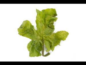 Courges - Virus de la tache annulaire de la papaye (PRSV)