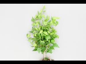 Hibiscus - Tache bactérienne (Pseudomonas syringae)_1