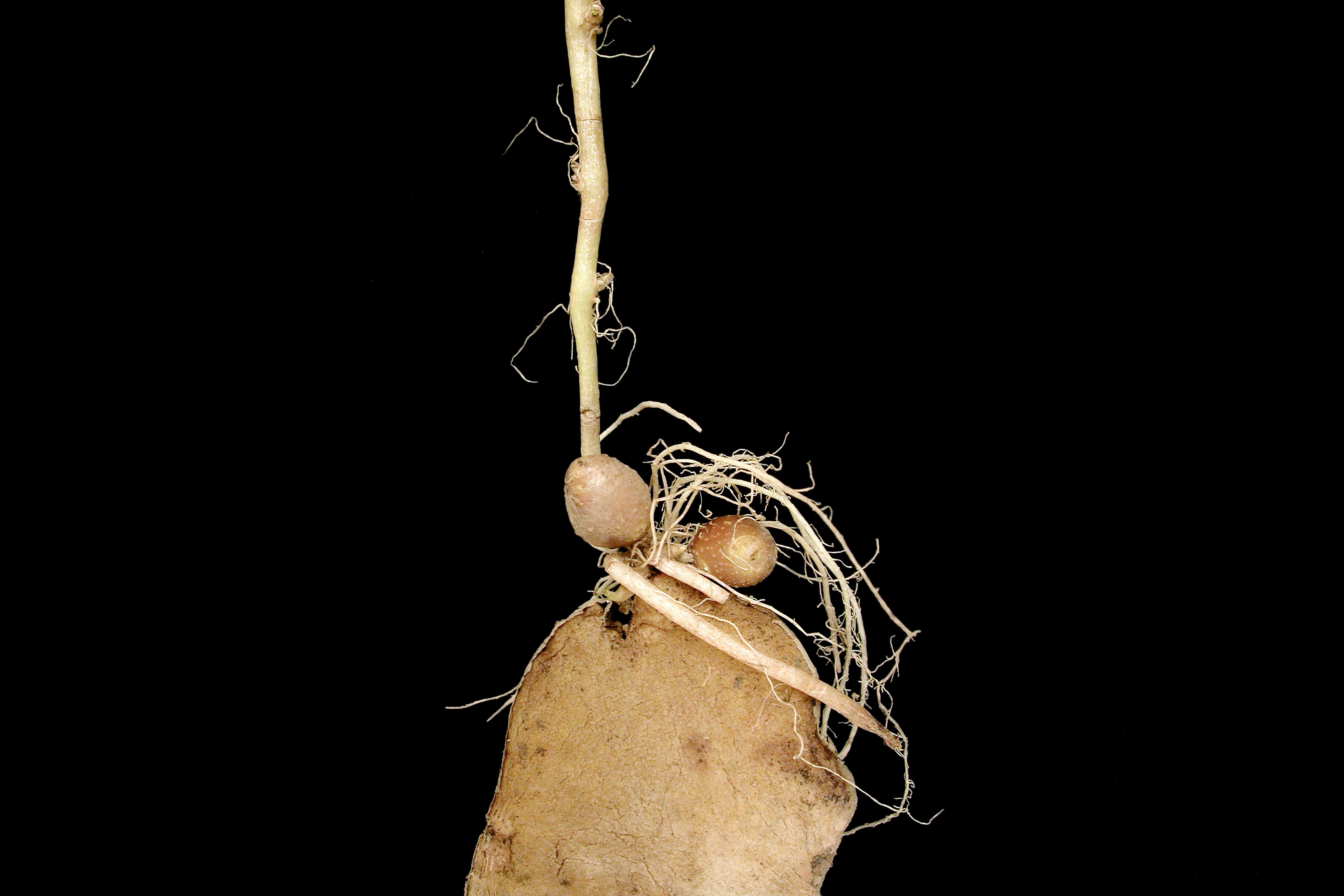 Pomme de terre - Boulage