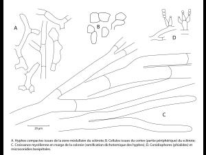 Sclerotium cepivorum