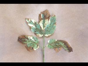 Herbes aux goutteux - Tache septorienne (Septoria sp.)