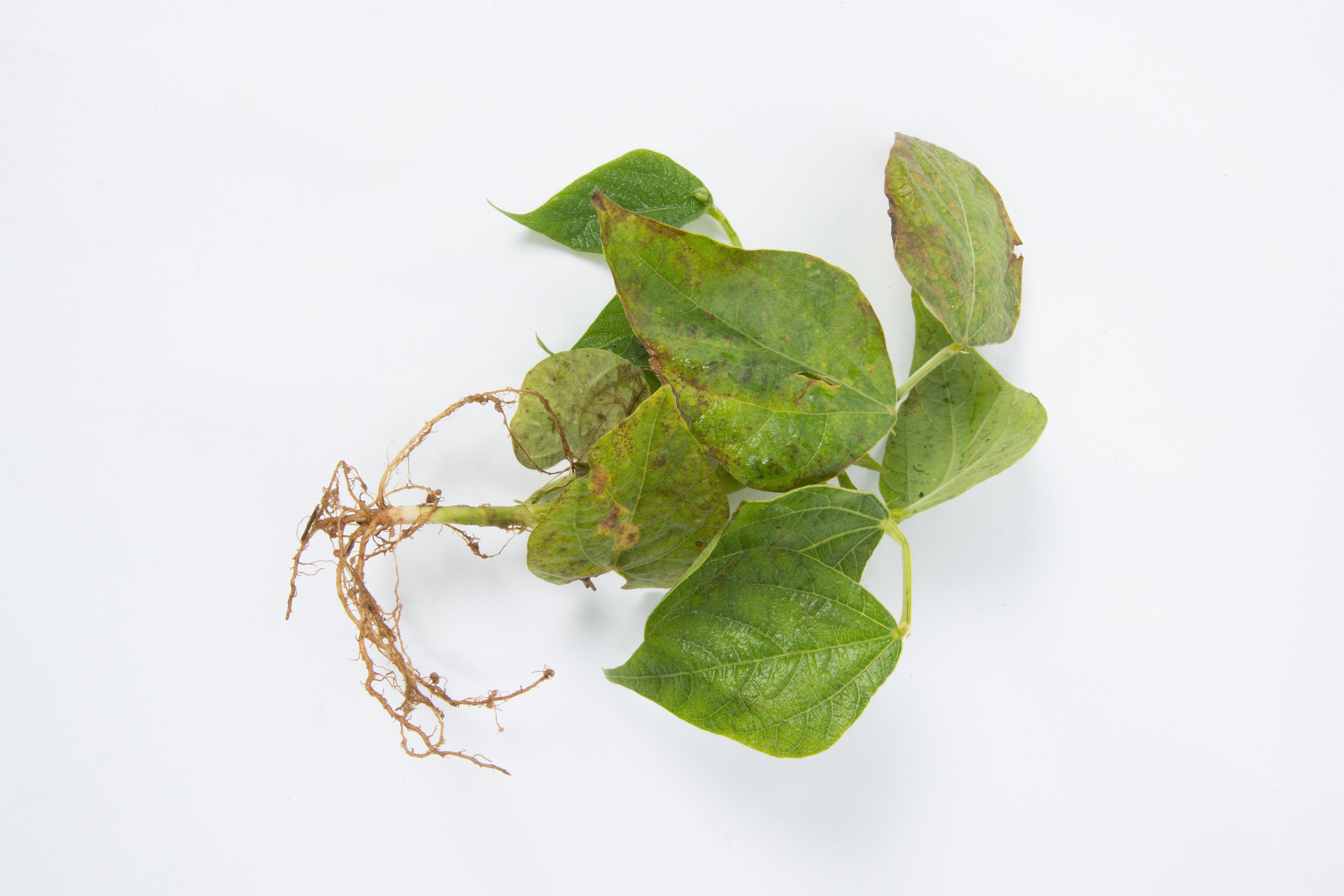 Haricot - Graisse bactérienne (Pseudomonas syringae pv. syringae)_4