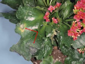 Kalanchoés - Virus de la tache nécrotique de l'impatiente (INSV)