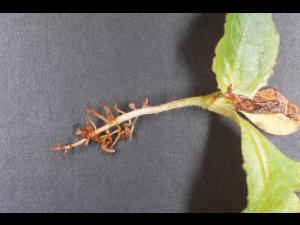 Laitues - Fonte des semis (Pythium spp.)