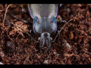 Carabe des bois (Carabus nemoralis)
