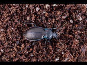 Carabe des bois (Carabus nemoralis)
