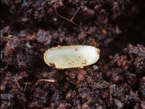 Carabe des bois (Carabus nemoralis)