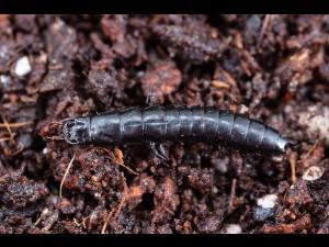 Carabe des bois (Carabus nemoralis)