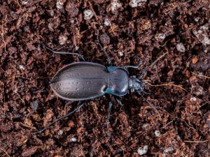 Carabe des bois (Carabus nemoralis)