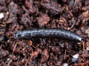 Carabe des bois (Carabus nemoralis)