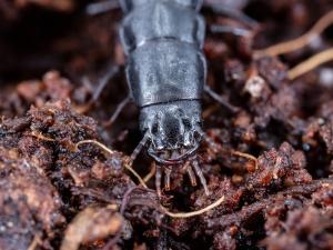 Carabe des bois (Carabus nemoralis)
