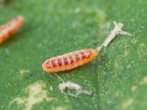 Cécidomyie du puceron (Aphidoletes aphidimyza)