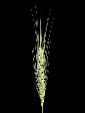 Blé commun(Triticum aestivum)_3